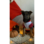 Добрые и красивые щенки