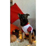 Добрые и красивые щенки