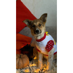 Добрые и красивые щенки