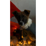 Добрые и красивые щенки