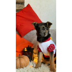 Добрые и красивые щенки