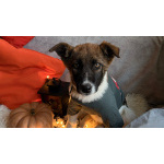 Добрые и красивые щенки