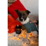 Добрые и красивые щенки