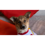 Добрые и красивые щенки