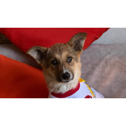 Добрые и красивые щенки