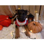 Добрые и красивые щенки