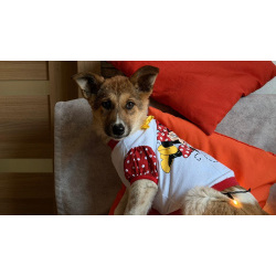 Добрые и красивые щенки