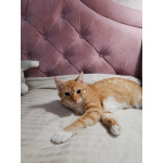 Молоденькая рыжая Злата ищет дом!