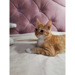 Молоденькая рыжая Злата ищет дом!