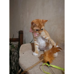 Молоденькая рыжая Злата ищет дом!