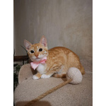 Молоденькая рыжая Злата ищет дом!