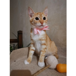 Молоденькая рыжая Злата ищет дом!