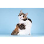 Для котёнка-подростка Ники ищем самые добрые руки.