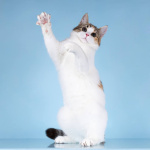 Для котёнка-подростка Ники ищем самые добрые руки.