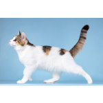 Для котёнка-подростка Ники ищем самые добрые руки.