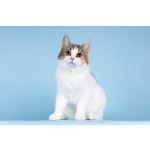 Для котёнка-подростка Ники ищем самые добрые руки.