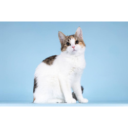 Для котёнка-подростка Ники ищем самые добрые руки.