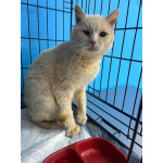 Котик срочно ищет дом или передержку!