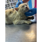 Котик срочно ищет дом или передержку!