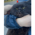 Лютик ищет дом!