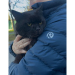 Лютик ищет дом!