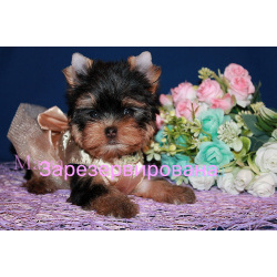 Щенки Йоркширского терьера.