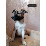 Щенки метисы ждут хозяина!