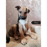 Щенки метисы ждут хозяина!