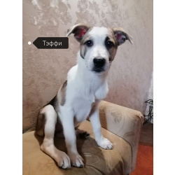 Щенки метисы ждут хозяина!