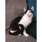 Котик Лаврик ищет дом!