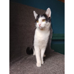 Котик Лаврик ищет дом!