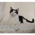 Котик Лаврик ищет дом!