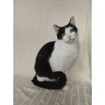 Котик Лаврик ищет дом!