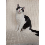 Котик Лаврик ищет дом!