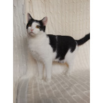 Котик Лаврик ищет дом!