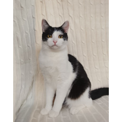 Котик Лаврик ищет дом!