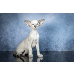 Сиамские Ориентальные высокопородные котята