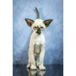 Сиамские Ориентальные высокопородные котята