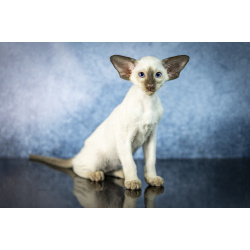 Сиамские Ориентальные высокопородные котята