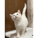 Белый малыш Юки. Котенок в добрые руки.