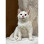 Белый малыш Юки. Котенок в добрые руки.