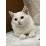 Белый малыш Юки. Котенок в добрые руки.