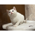 Белый малыш Юки. Котенок в добрые руки.