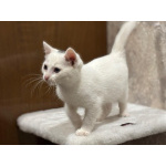 Белый малыш Юки. Котенок в добрые руки.