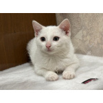 Белый малыш Юки. Котенок в добрые руки.