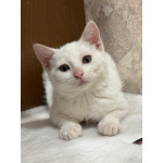 Белый малыш Юки. Котенок в добрые руки.