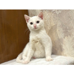 Белый малыш Юки. Котенок в добрые руки.