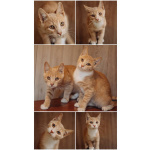 Очаровательные тигрята Рон и Гермиона в поисках дома!