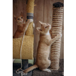 Очаровательные тигрята Рон и Гермиона в поисках дома!