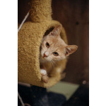 Очаровательные тигрята Рон и Гермиона в поисках дома!